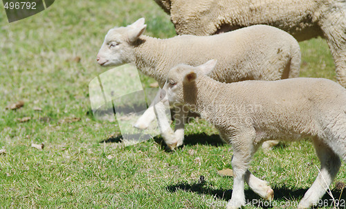 Image of young lambs on the farm