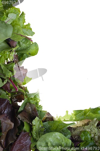 Image of salad lettuce frame