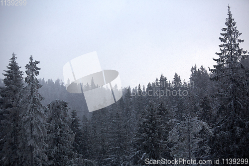 Image of Winter wonderland with fir trees. Christmas greetings concept with snowfall