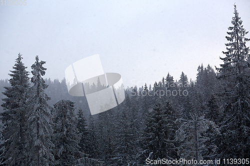 Image of Winter wonderland with fir trees. Christmas greetings concept with snowfall