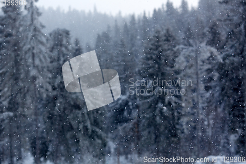 Image of Winter wonderland with fir trees. Christmas greetings concept with snowfall