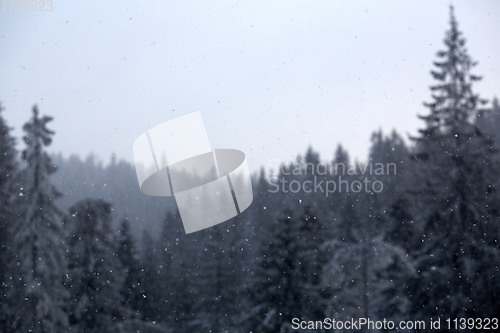 Image of Winter wonderland with fir trees. Christmas greetings concept with snowfall