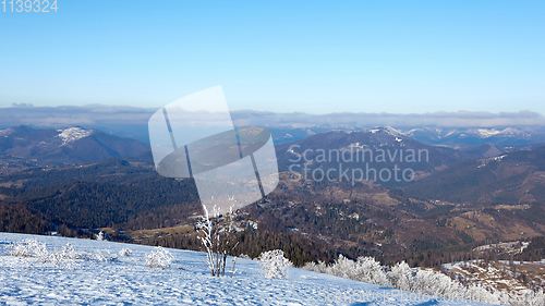 Image of Winter panorama of mountains on a sunny day. Carpathians, Ukraine