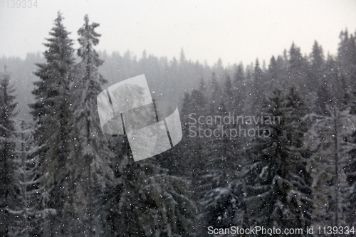 Image of Winter wonderland with fir trees. Christmas greetings concept with snowfall