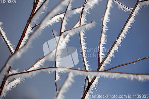 Image of branches covered in snow and ice crystals