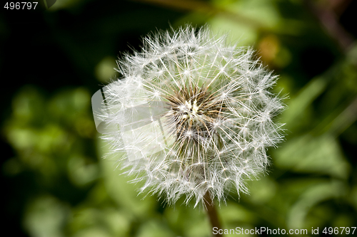 Image of Dandelion