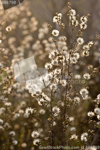 Image of wild flowers and fauna