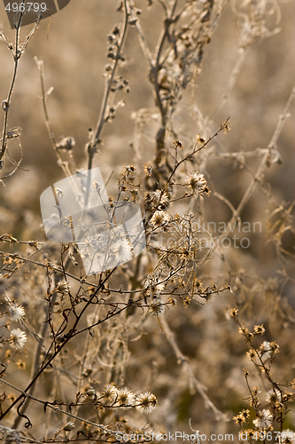 Image of wild flowers and fauna