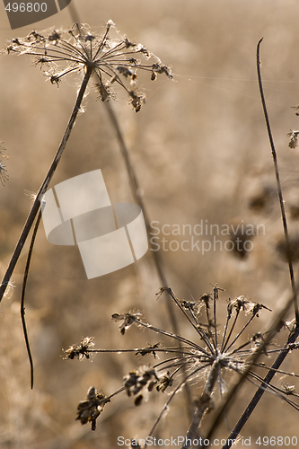 Image of wild flowers and fauna