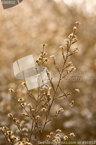 Image of wild flowers and fauna