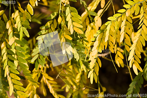 Image of colorful autumn flora