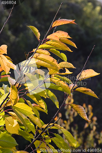 Image of colorful autumn flora