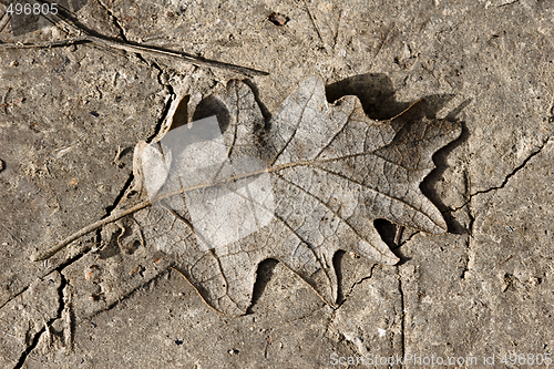 Image of fallen leaf on muddy background