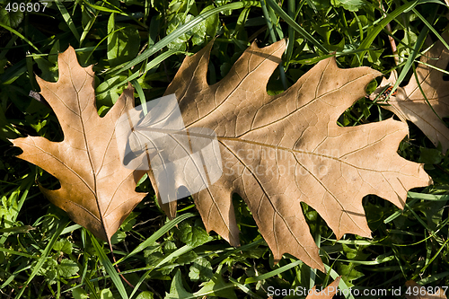 Image of colorful autumn flora