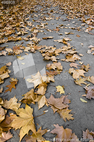 Image of colorful autumn flora