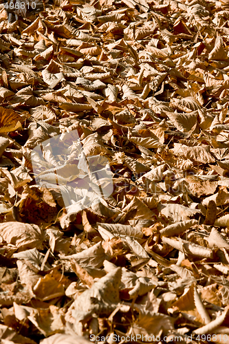 Image of colorful autumn flora