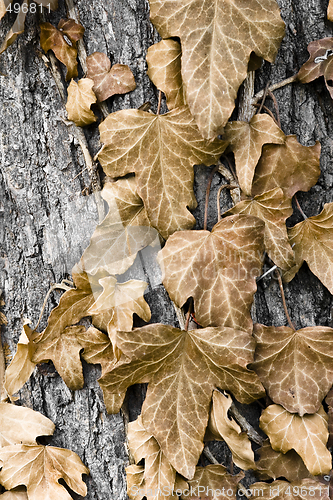 Image of colorful autumn flora