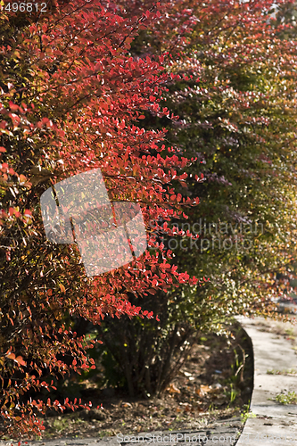 Image of colorful autumn flora