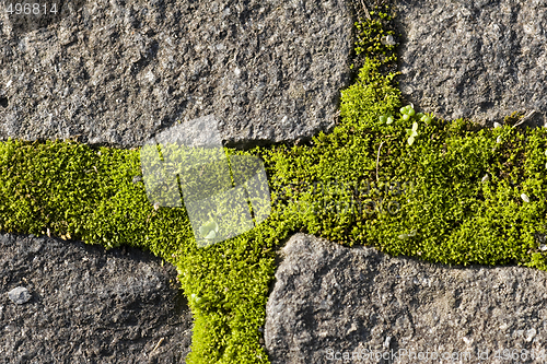 Image of moss growing on cobble stones