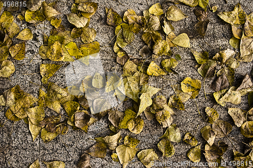 Image of fallen autumn leaves background