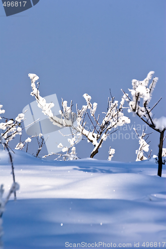 Image of fruit orchard in winter