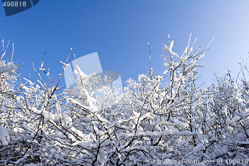 Image of fruit orchard in winter