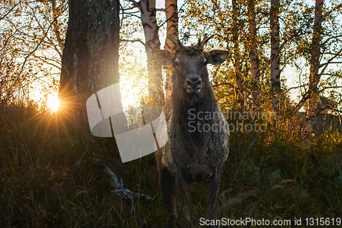 Image of Maral portrait on beauty sunset