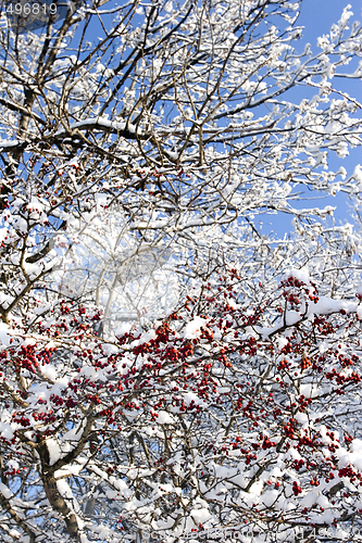 Image of red berries and snow