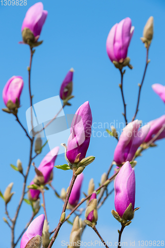 Image of Rose magnolia flower bud