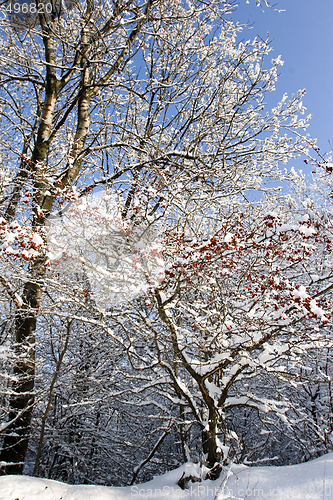 Image of red berries and snow