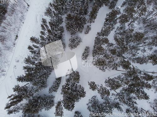Image of Aerial view of winter forest.