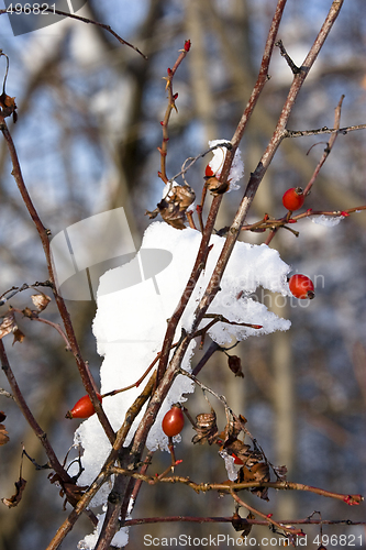 Image of red berries and snow