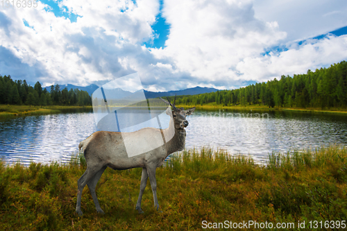 Image of Lake in the Altai Mountains