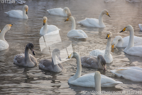 Image of Beautiful white whooping swans