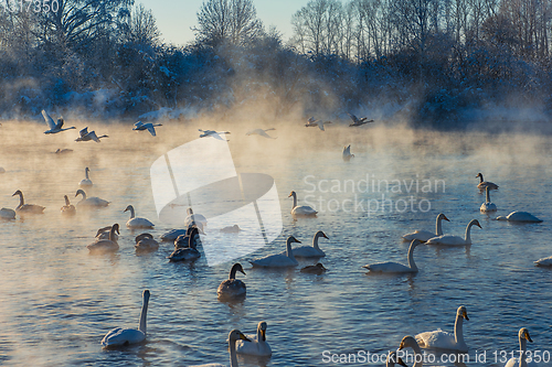 Image of Beautiful white whooping swans