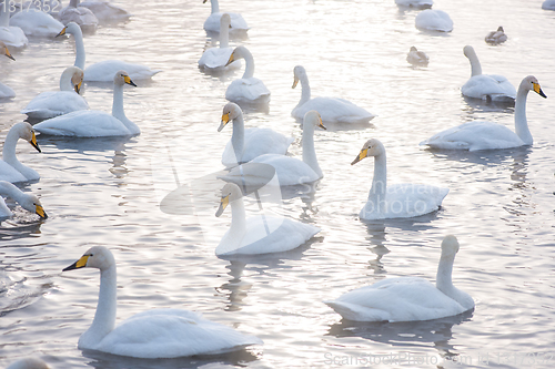 Image of Beautiful white whooping swans