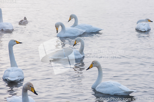 Image of Beautiful white whooping swans