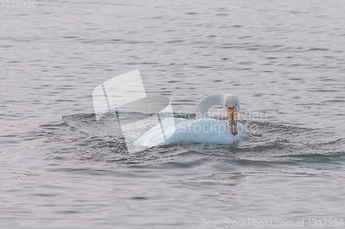 Image of Beautiful white whooping swans