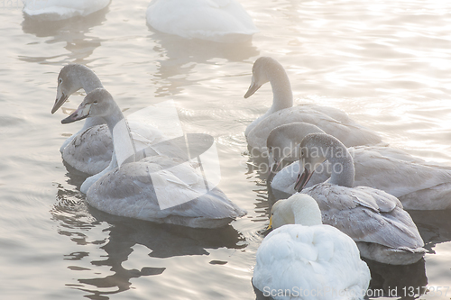 Image of Beautiful white whooping swans