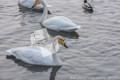 Image of Beautiful white whooping swans