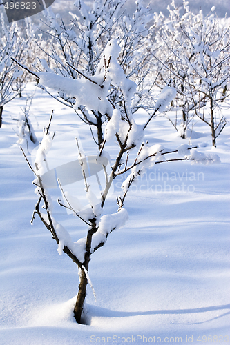 Image of fruit orchard in winter