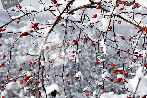 Image of red berries and snow