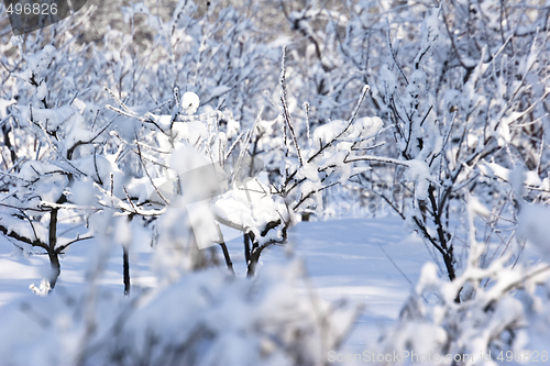 Image of fruit orchard in winter