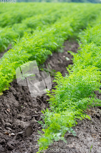 Image of Carrots growing on a field in summer