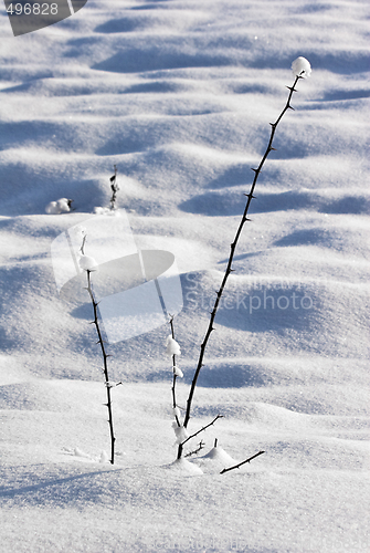 Image of fruit orchard in winter