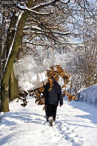 Image of Serbian Christmas tradition collecting oak leaves to light fire