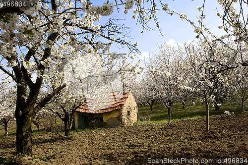 Image of traditional mud farmhouse in orchard