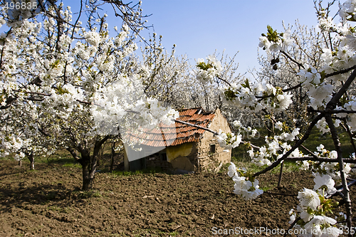 Image of traditional mud farmhouse in orchard
