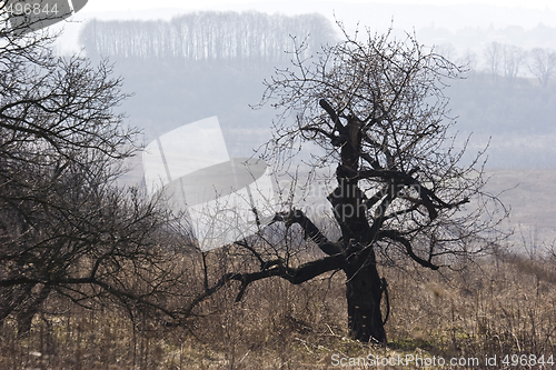 Image of interesting old tree early spring