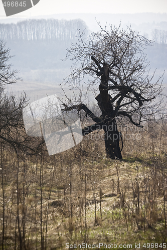 Image of interesting old tree early spring